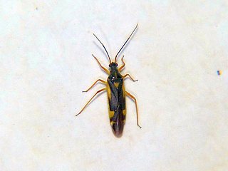 Dryophilocoris miyamotoi