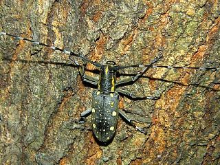 Psacothea hilaris