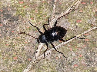 Plesiophthalmus nigrocyaneus nigrocyaneus