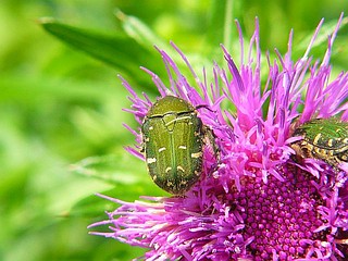 Gametis jucunda