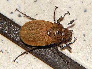 Melolontha japonica