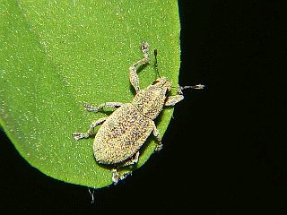 Eugnathus distinctus