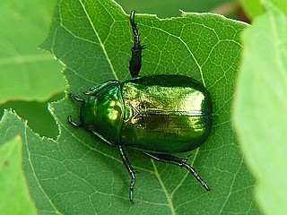 Mimela splendens