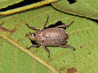 Adoretus tenuimaculatus