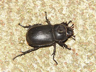 Eophileurus chinensis