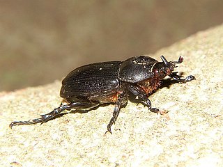 Eophileurus chinensis