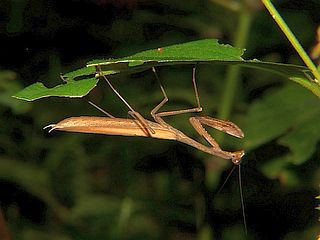 Tenodera aridifolia