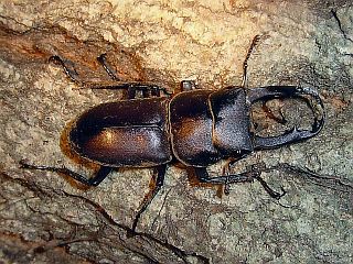 Dorcus rectus 