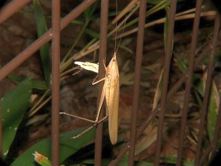 Locusta migratoria