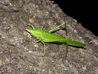 Locusta migratoria
