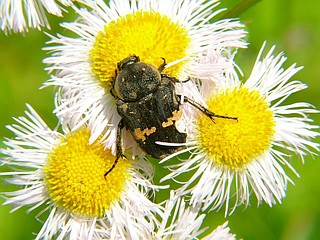 Protaetia orientalis