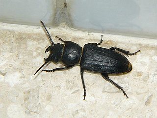 Spondylis buprestoides