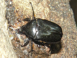 Rhomborrhina polita
