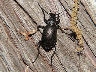 Calosoma maximowiczi