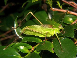 Mecopoda niponensis