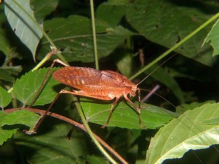 Mecopoda niponensis