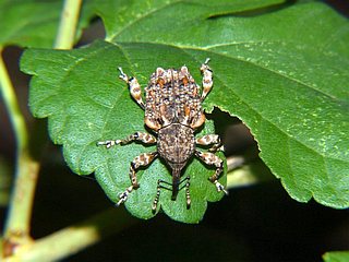 Ectatorhinus adamsii