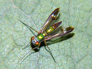 Condylostylus nebulosus