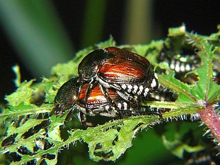 Popillia japonica