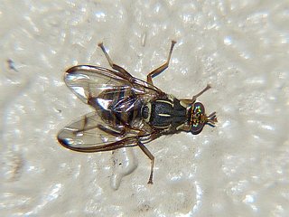 Bactrocera scutellata