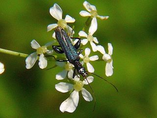 Oedemeronia lucidicollis