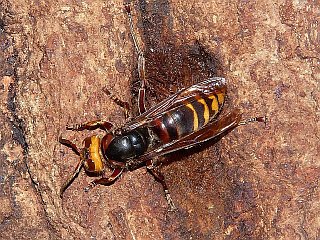 Vespa crabro flavofasciata