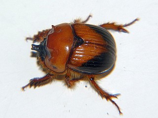 Bolbocerosoma nigroplagiatum