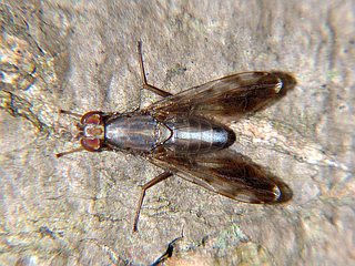 Staurella nigrescens
