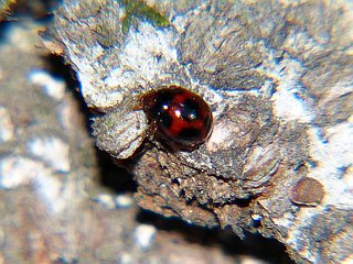 Sticholotis punctata
