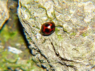 Sticholotis punctata
