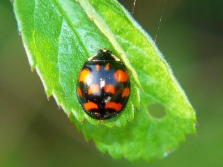 Harmonia axyridis