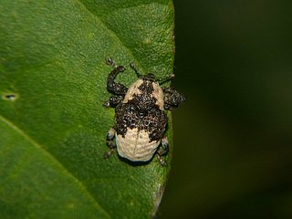 Sternuchopsis trifidus