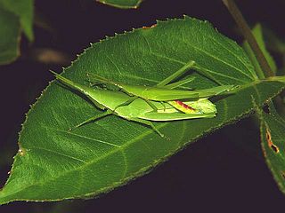 Atractomorpha lata
