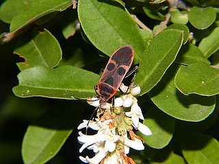 Physopelta gutta