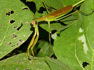 Tenodera aridifolia