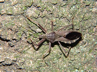 Isyndus obscurus
