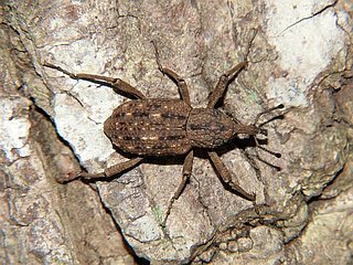Sipalinus gigas
