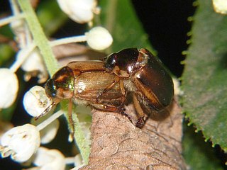 Anomala daimiana