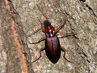 Dolichus halensis