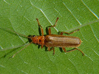 Lycocerus vitellinuss
