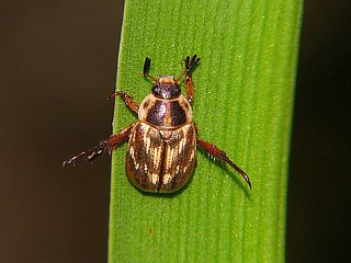 Blitopertha orientalis