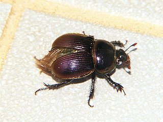 Phelotrupes laevistriatus
