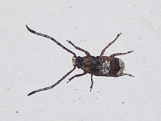 Platystomos sellatus