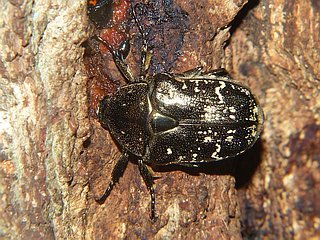 Protaetia orientalis