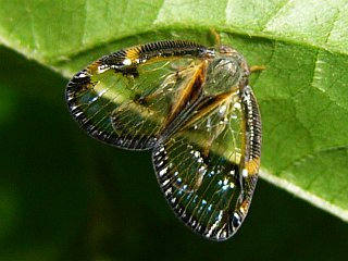 Euricania facialis