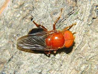 Volucella suzukii
