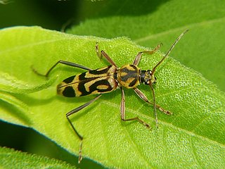 Aeolesthes chrysothrix