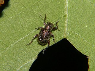 Trichochrysea japana