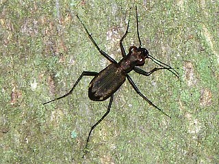 Cylindera kaleea yedoensis