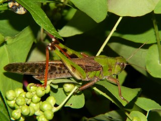 Locusta migratoria